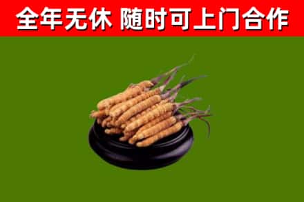 容城回收冬虫夏草