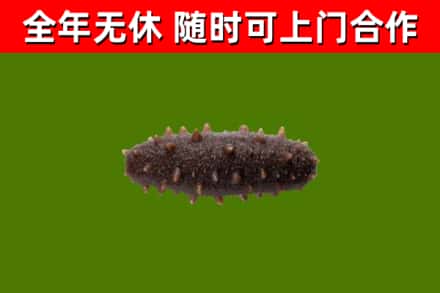 容城回收海参干